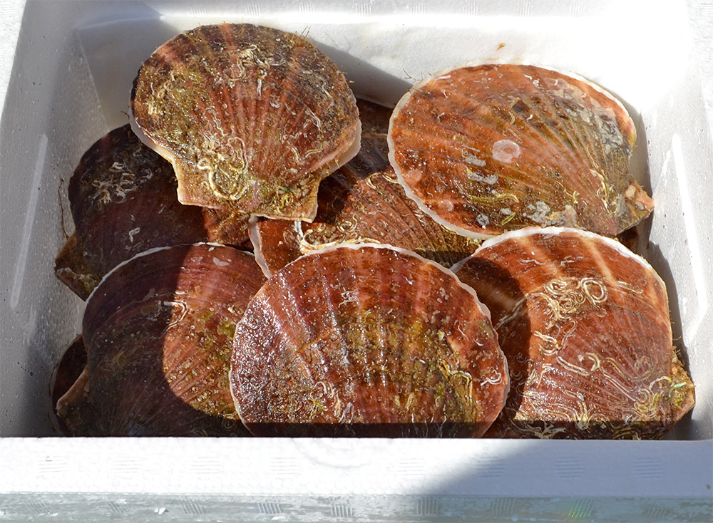 活ほたて（3kg）