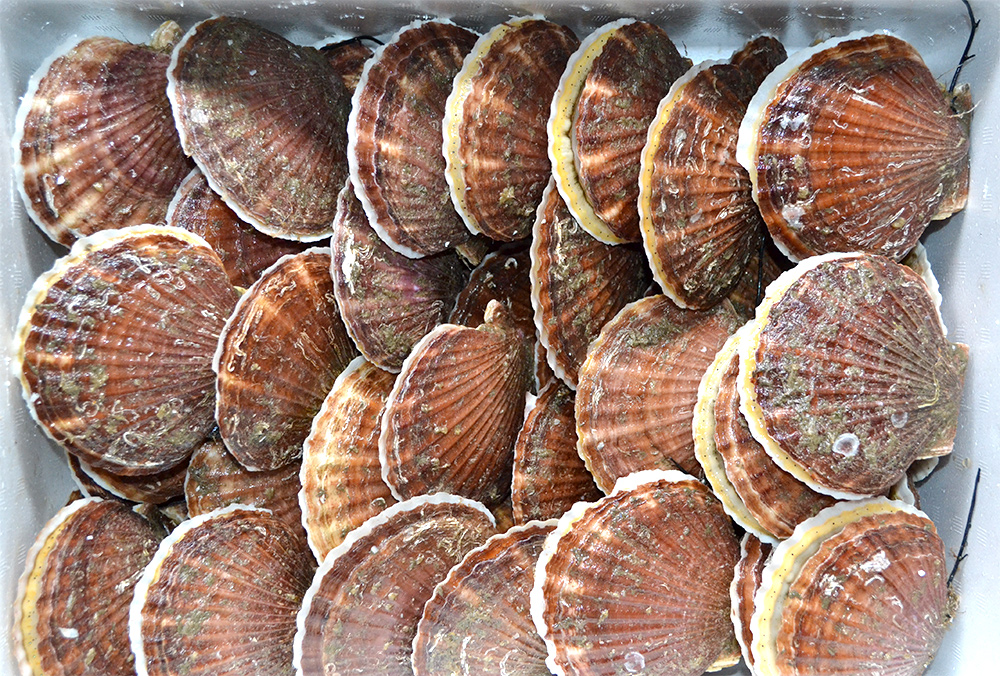 活ほたて（5kg）